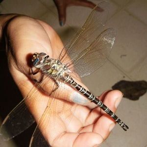 Meet your Posher, Annie